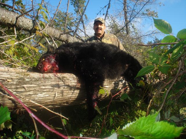 Bear 